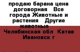 продаю барана цена договорная - Все города Животные и растения » Другие животные   . Челябинская обл.,Катав-Ивановск г.